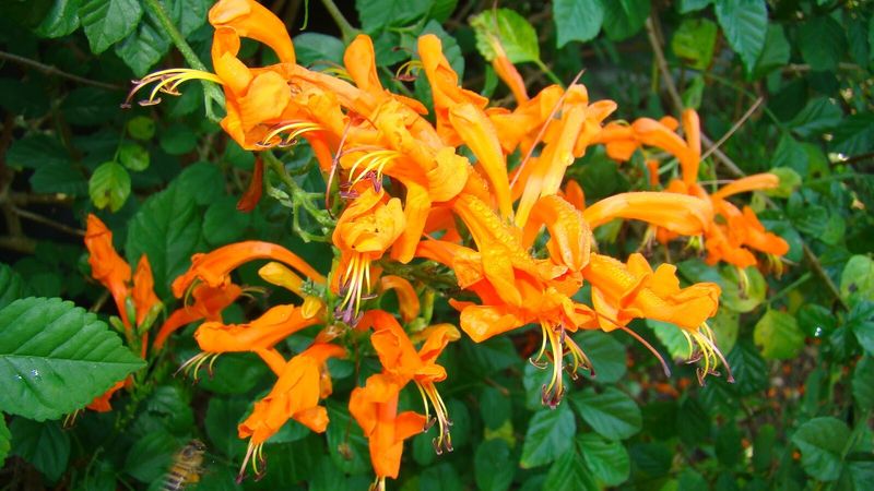 Tecoma 'Dwarf Orange'