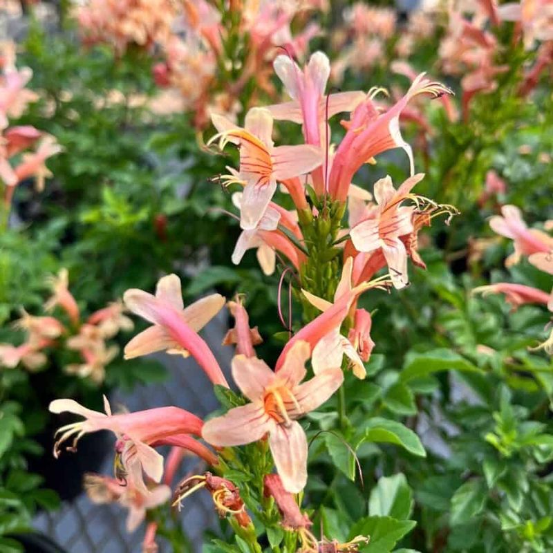 Tecoma 'Salmon Glow'