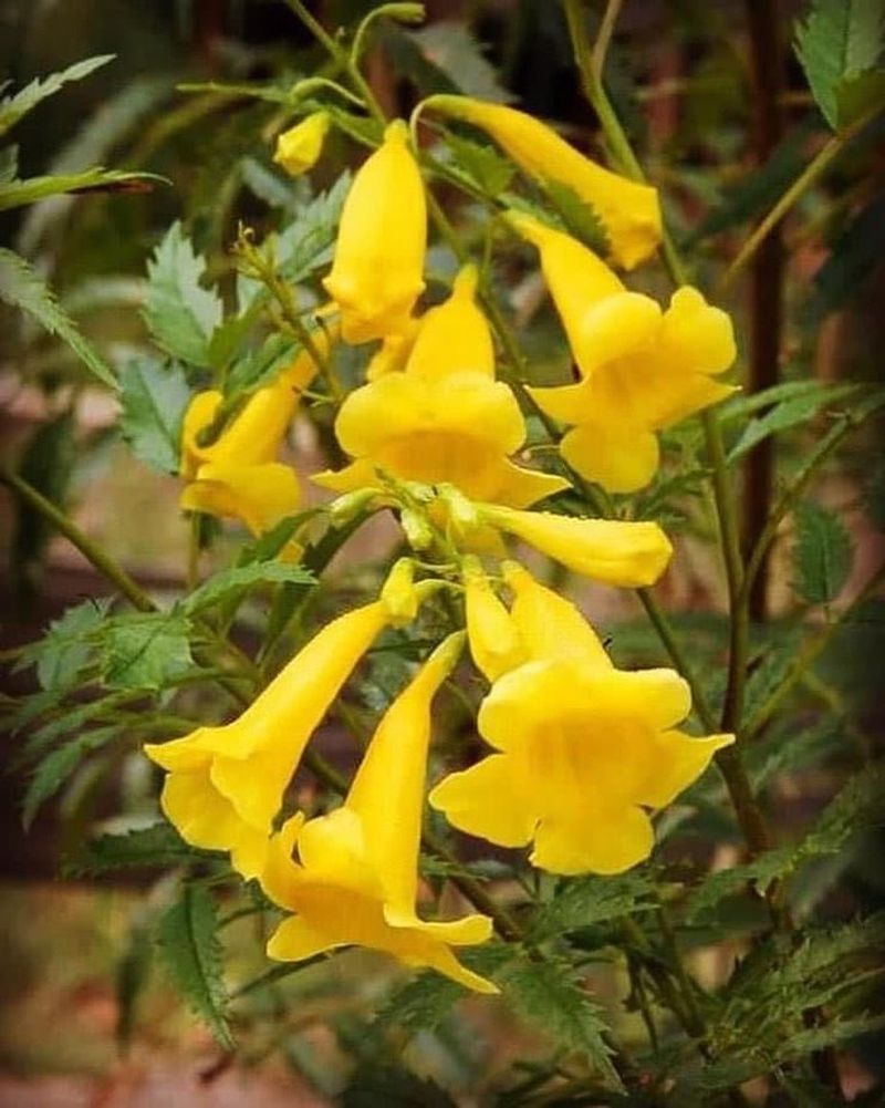 Tecoma 'Lemon Drop'