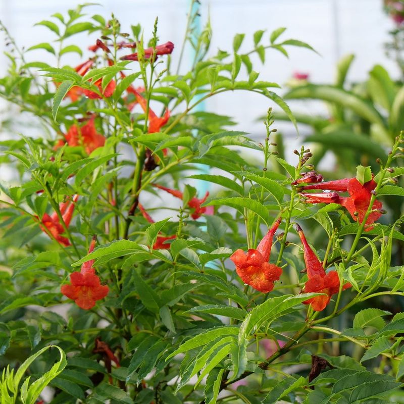 Tecoma 'Compact Coral'