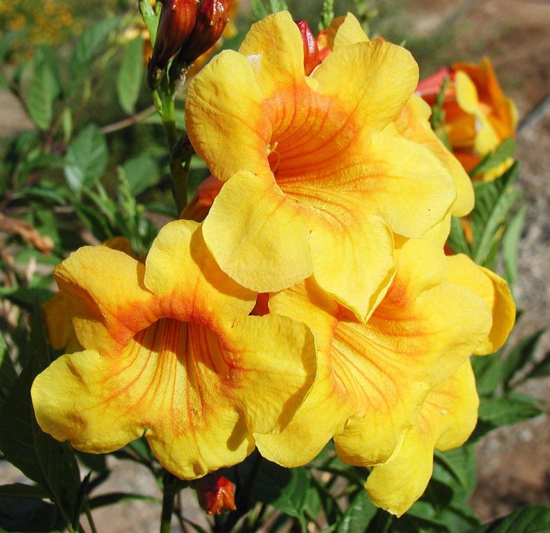 Tecoma 'Sunrise Yellow'