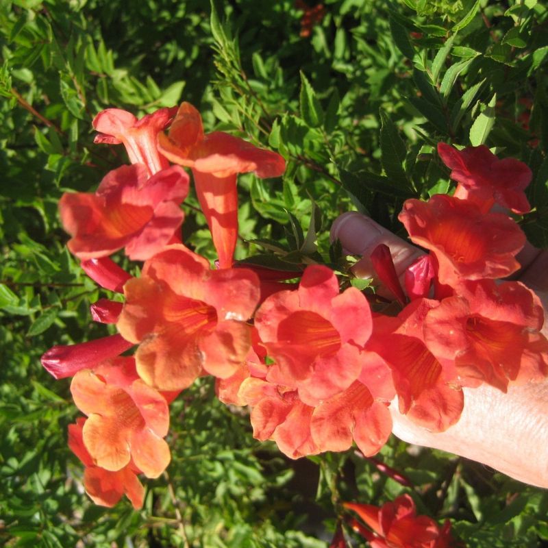 Tecoma 'Crimson Flare'