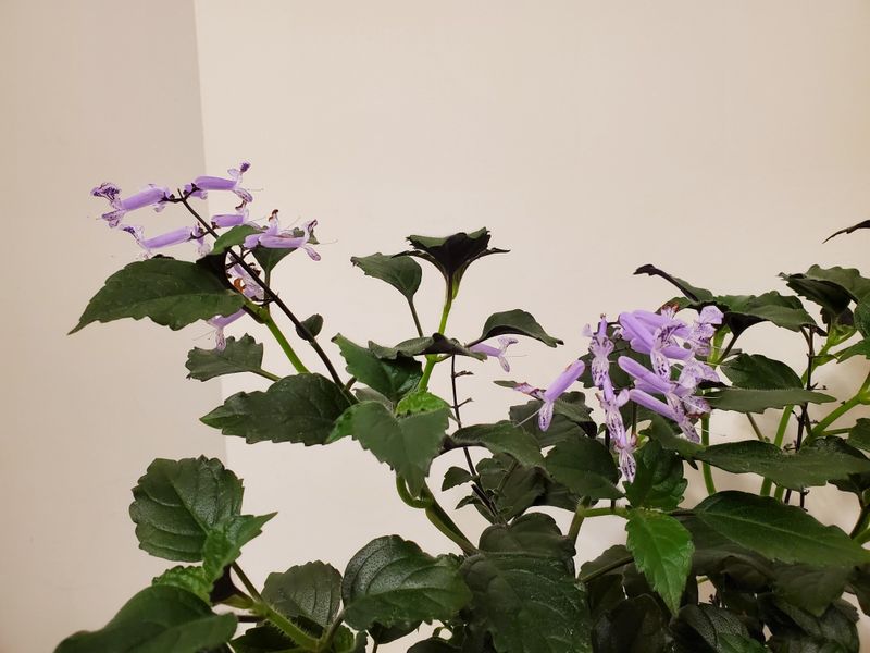 Fertilizing For Flowers