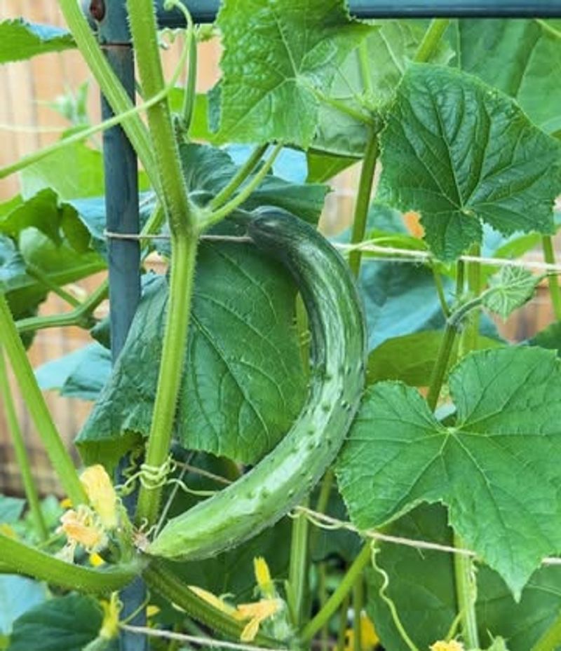 Variety Selection
