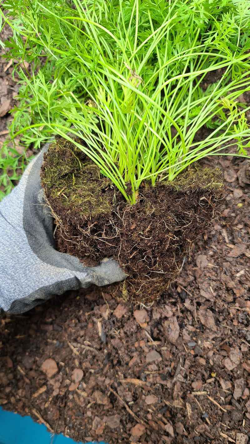 Mulch To Maintain Moisture And Speed Growth