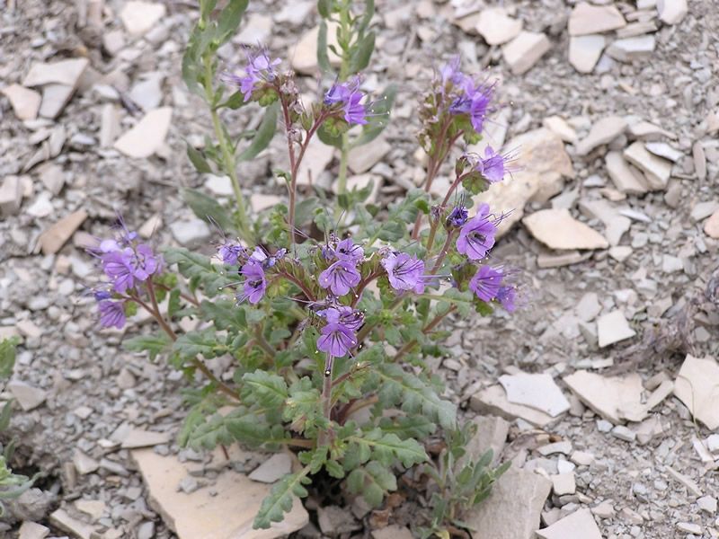 Clay Phacelia