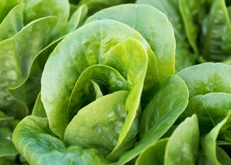 Little Gem Lettuce