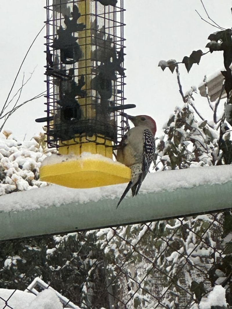 Offer A Platform Feeder With Mealworms