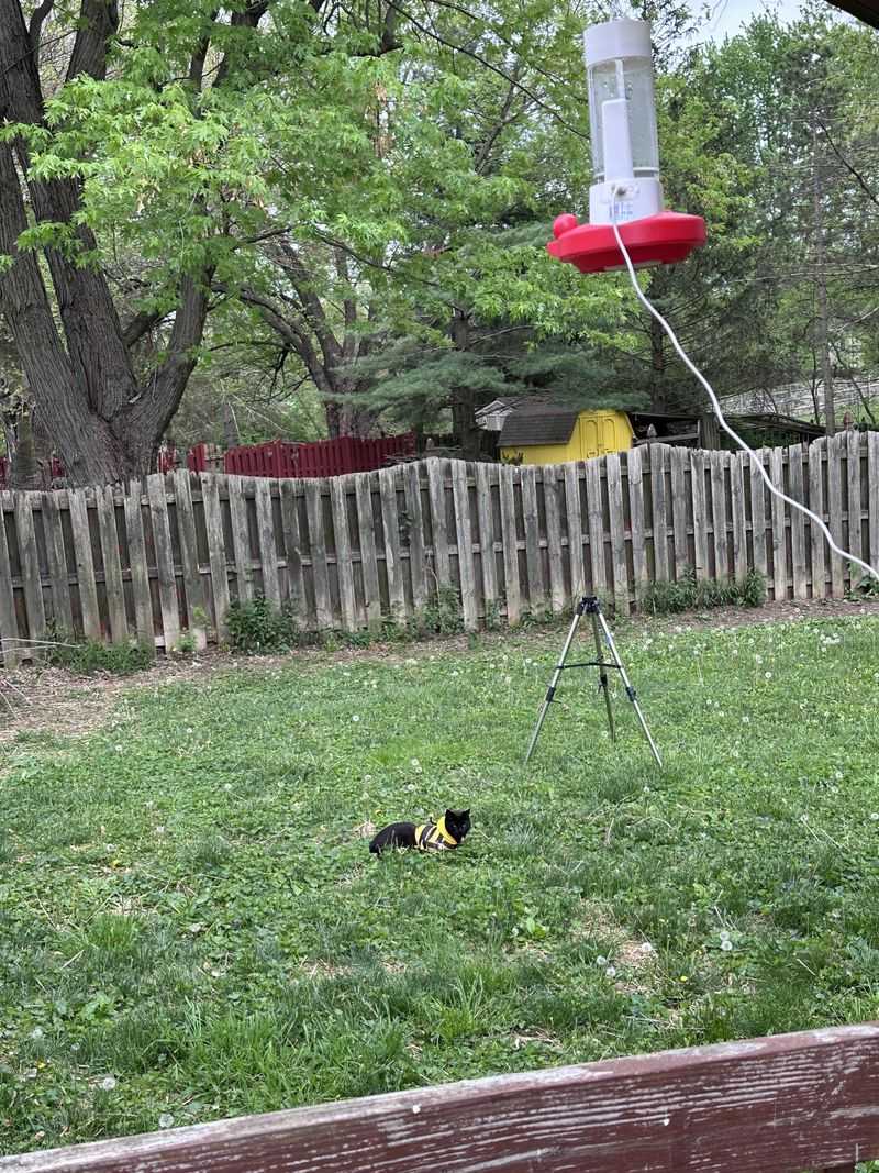Predator Presence