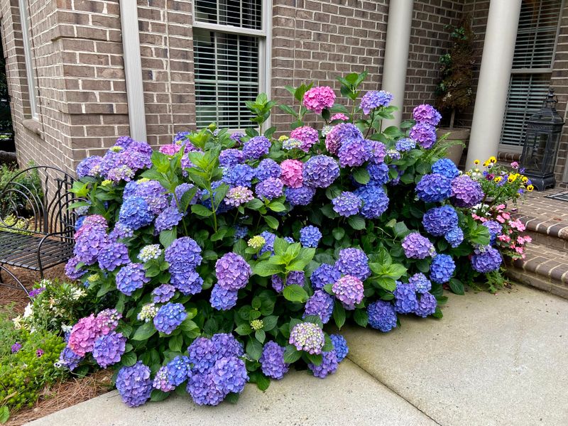 Choose the Right Hydrangea Variety