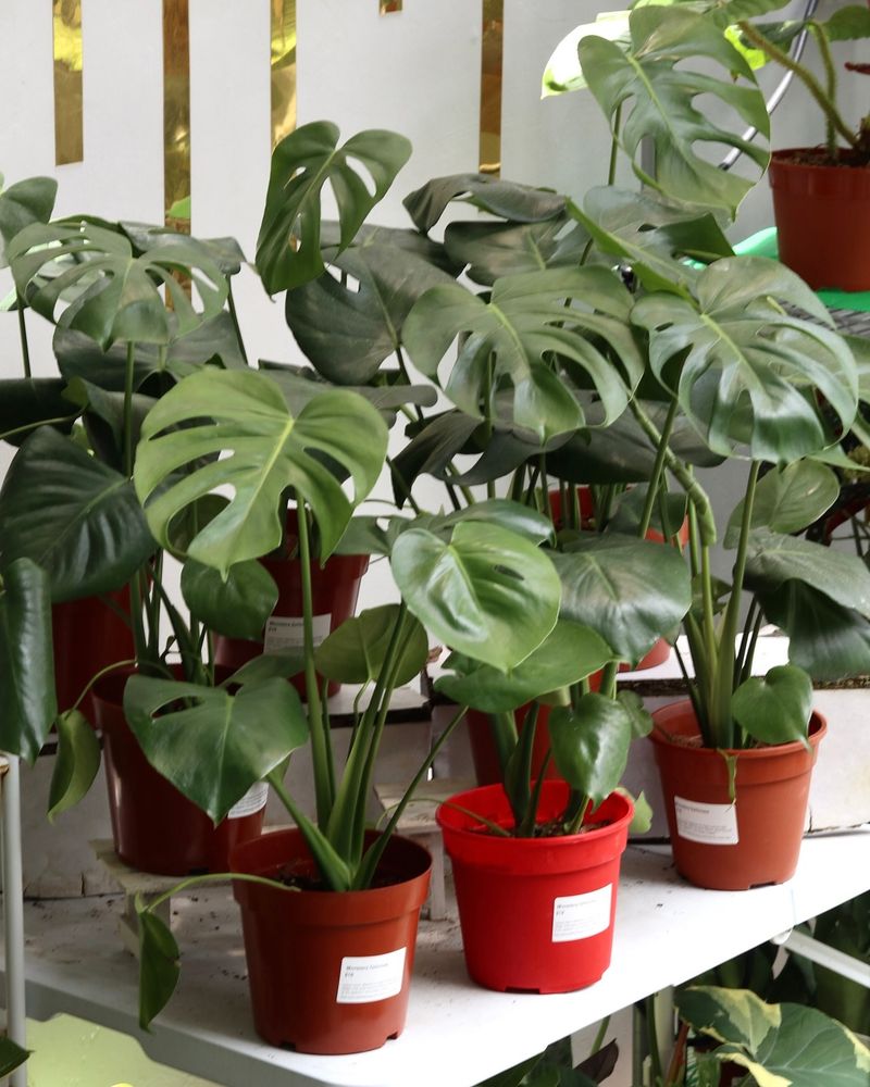 Monstera Deliciosa (Swiss Cheese Plant)