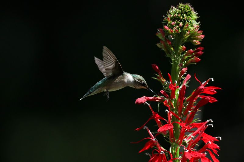 Cardinal Flower