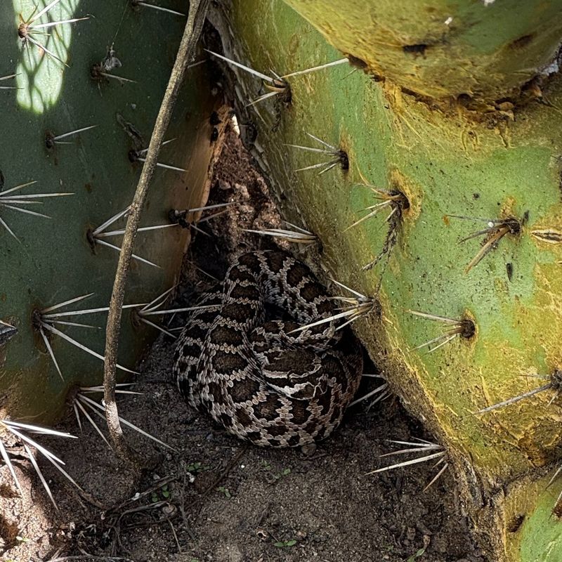 California's Diverse Rattlesnake Population