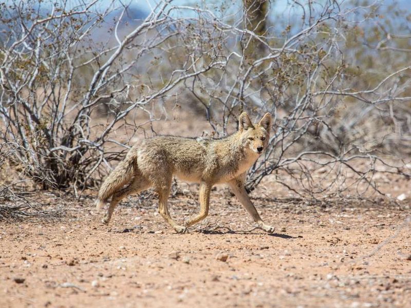 Arizona's Desert Dwellers