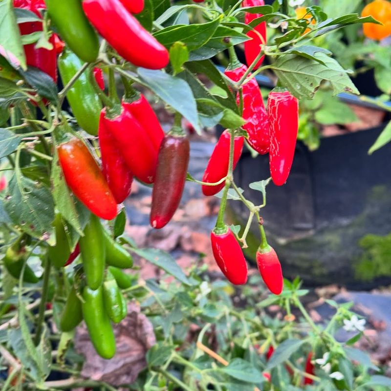 Serrano - The Salsa Garden Must-Have