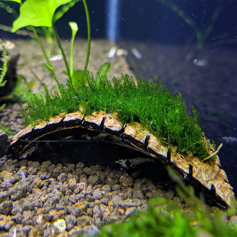 Canada's Frost Fire Moss