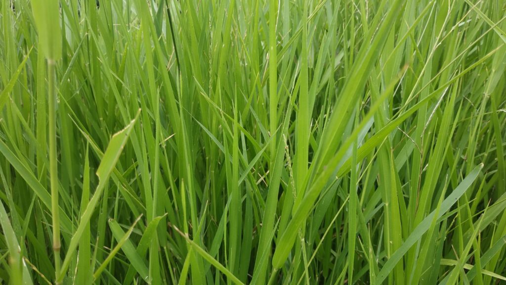 grass