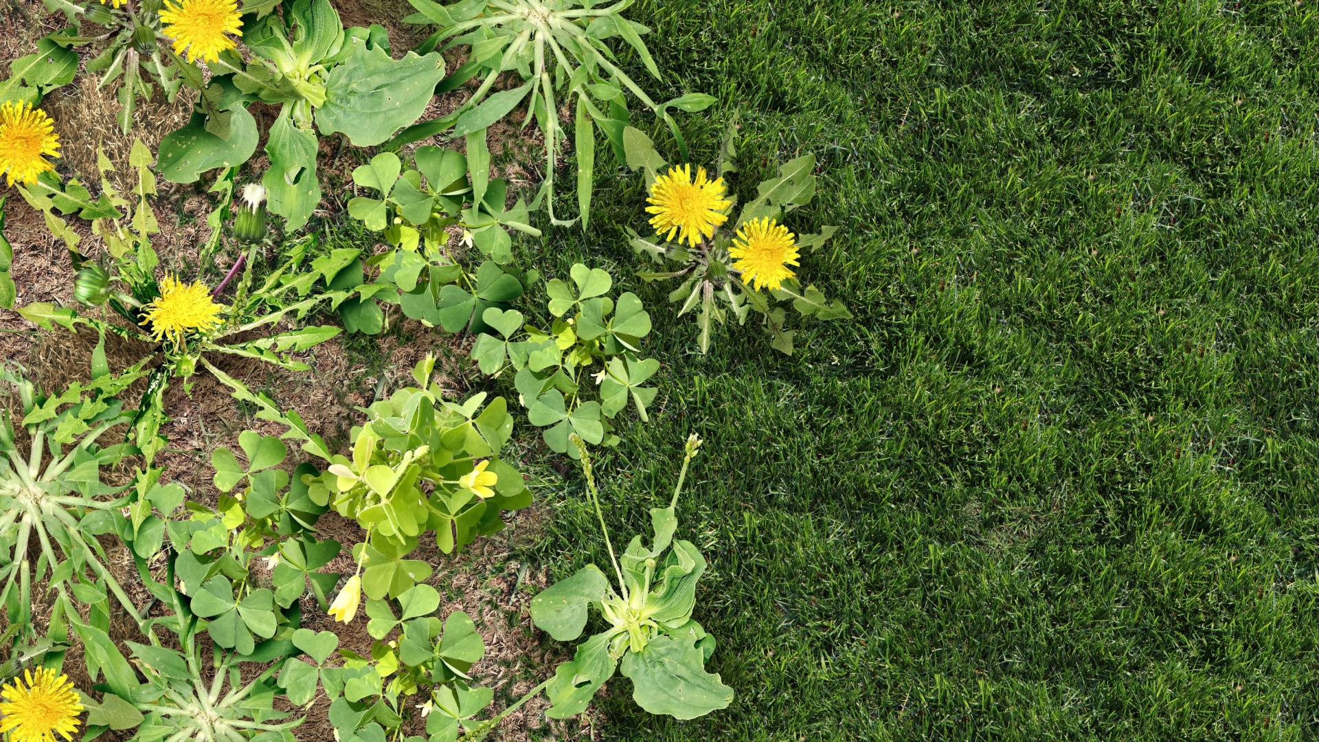 weeds in garden