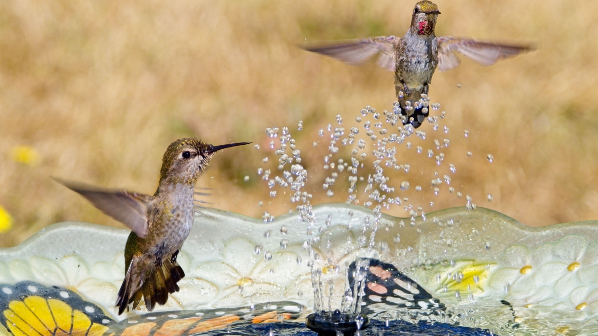 hummingbirds take a bath in a birdbath