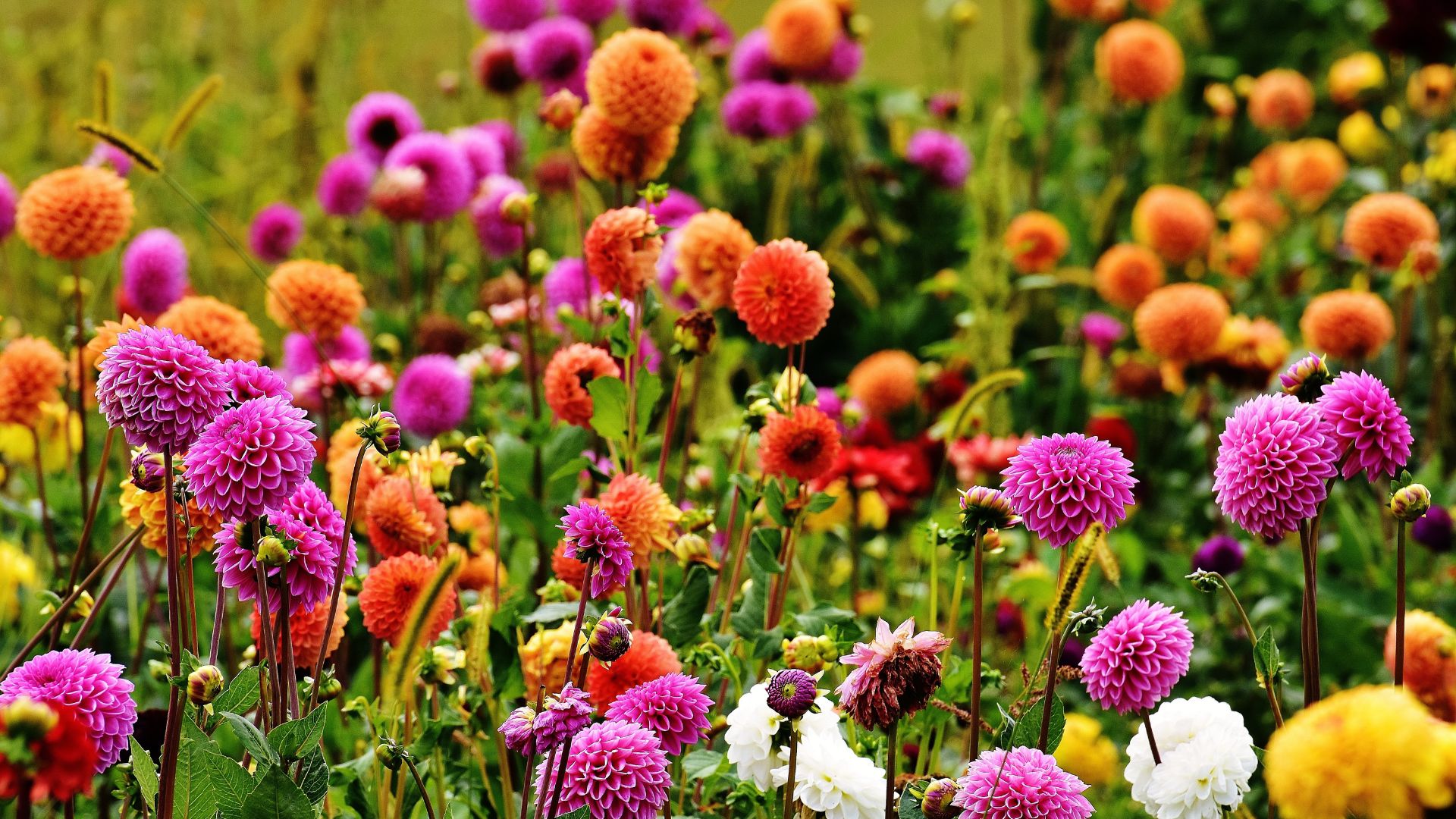 The 16 Best Fertilizers For Dahlias (And When To Use Each One For Maximum Blooms)