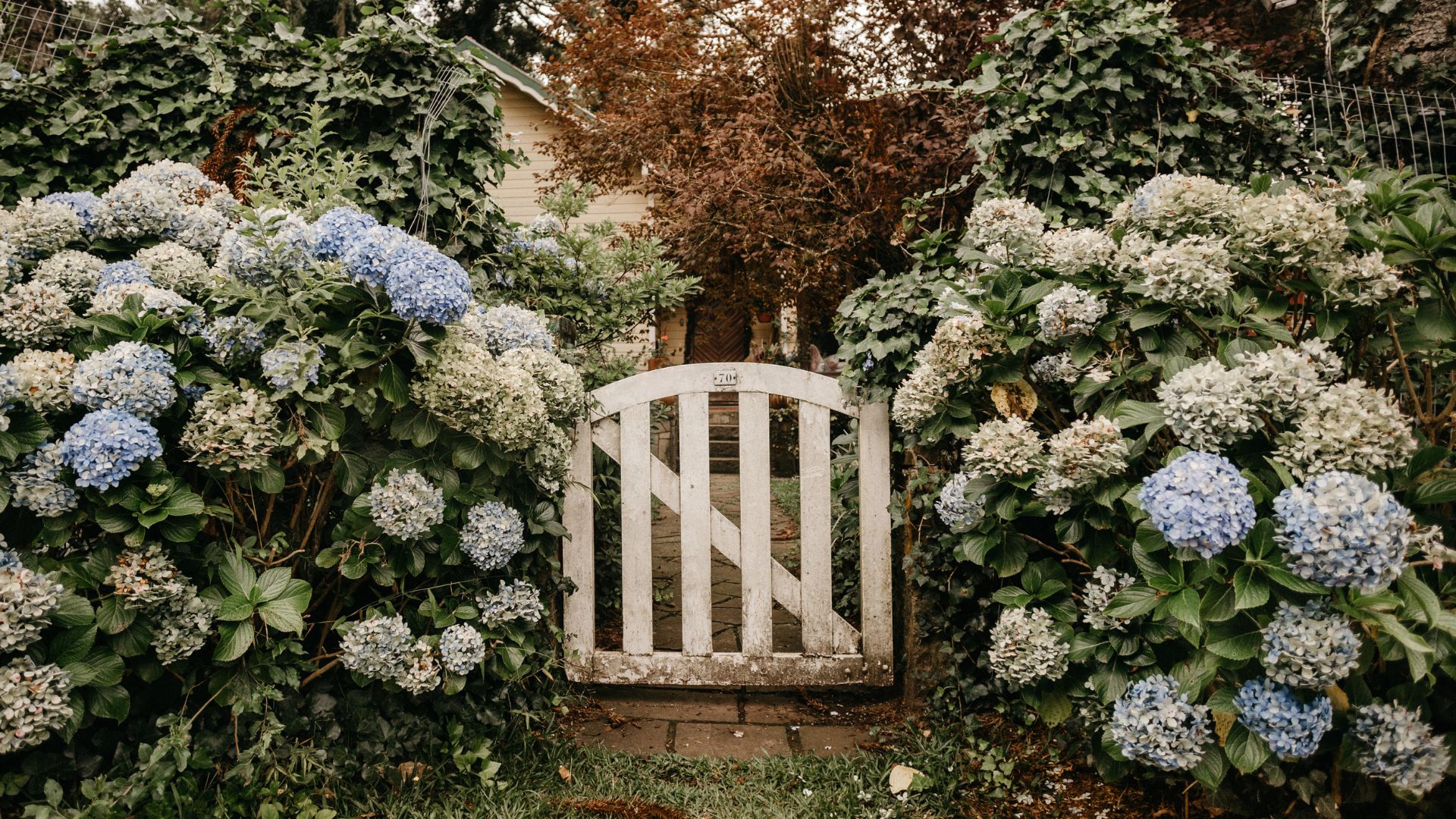 The 17 Best Hydrangea Bushes For Every Yard And Growing Condition