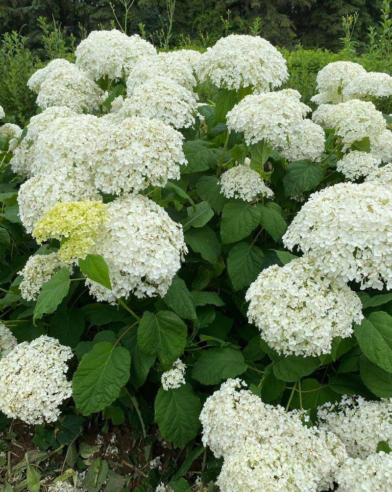 Annabelle Hydrangea