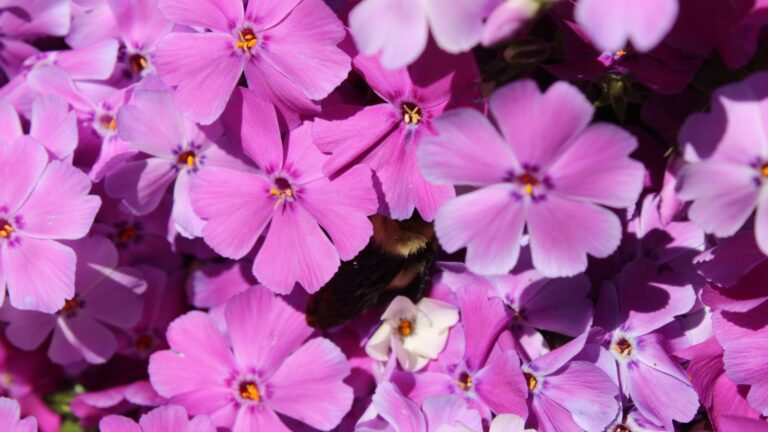 creeping phlox flowers