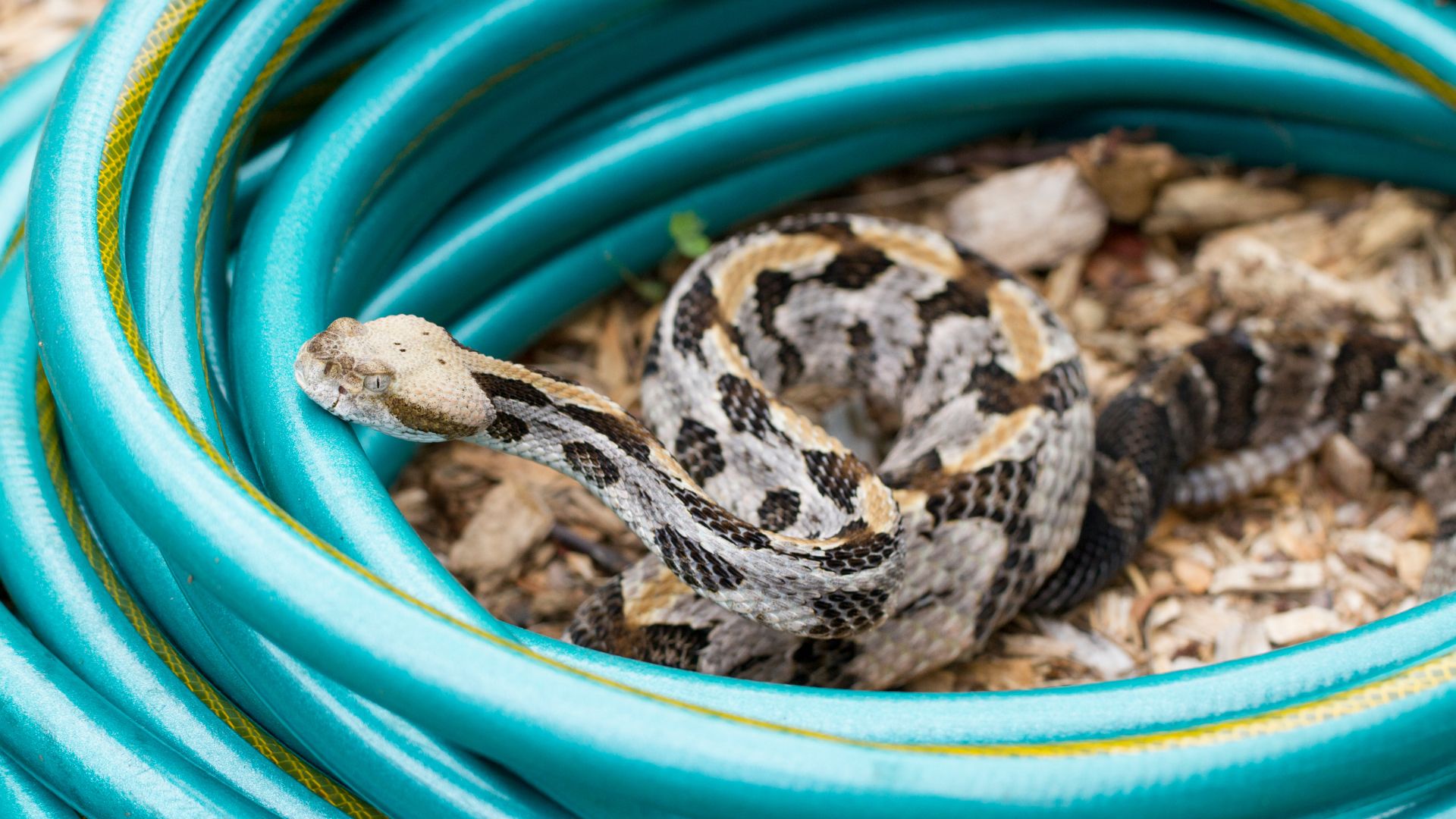 Rattlesnake in garden