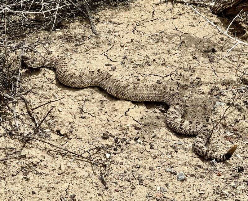 Arizona's Desert Rattlesnake Haven