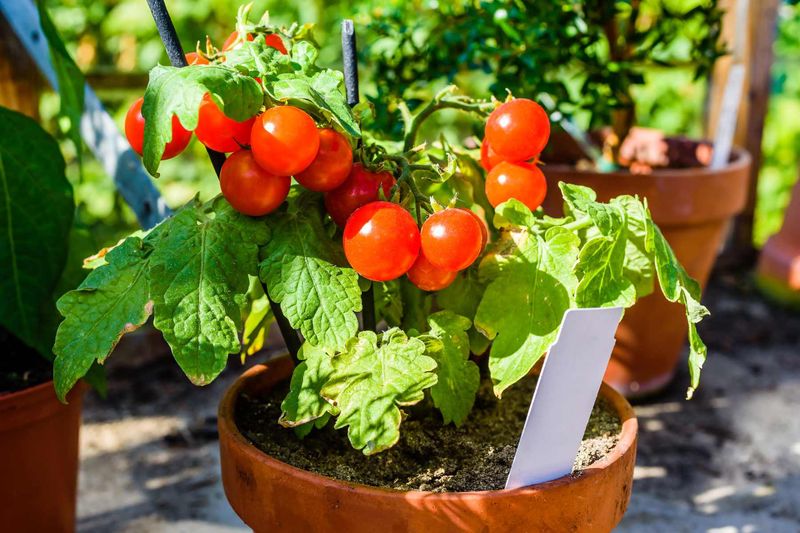Container Gardening PH Challenges