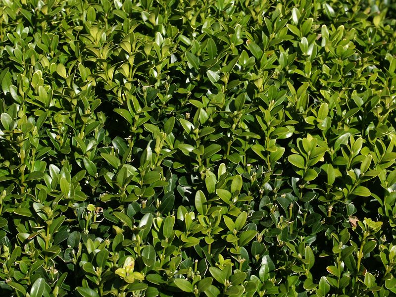 Boxwood's Respiratory Risk