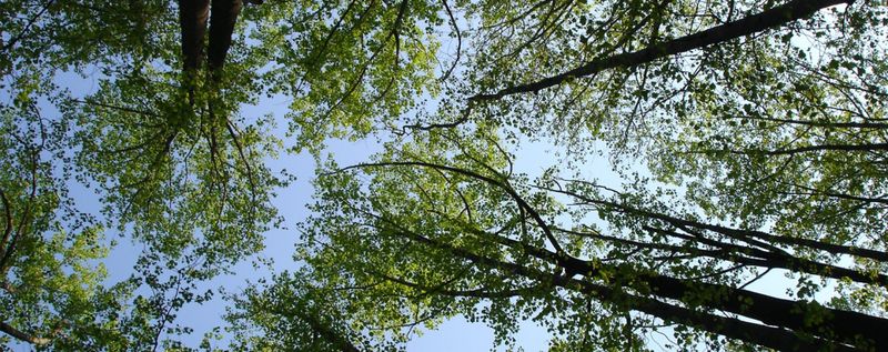 Missing the Forest AND the Trees