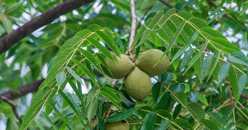 Black Walnut's Hidden Weapon