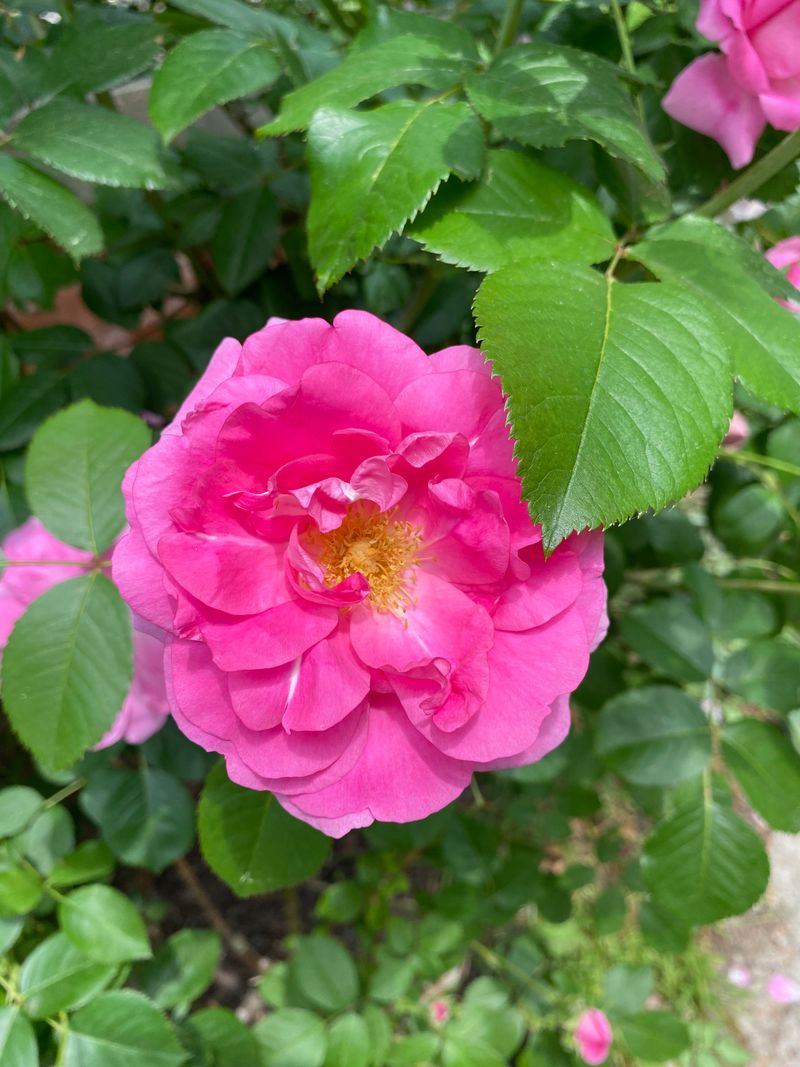 William Baffin Climbing Rose
