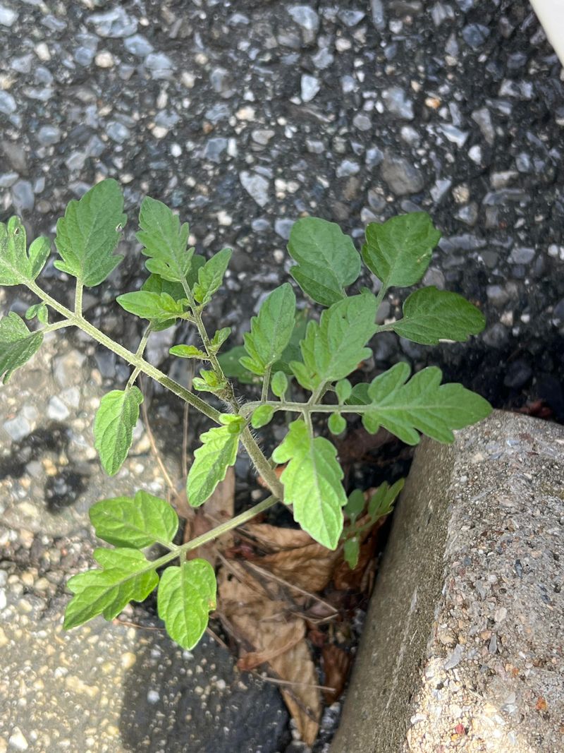 PH Management In Clay Soils