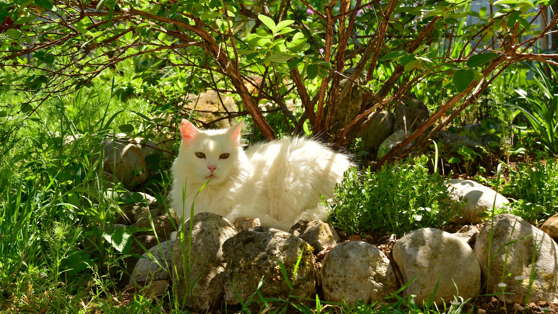 cat