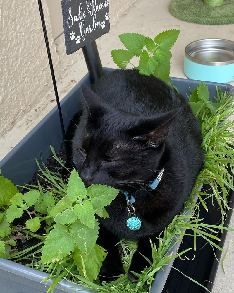 Catnip