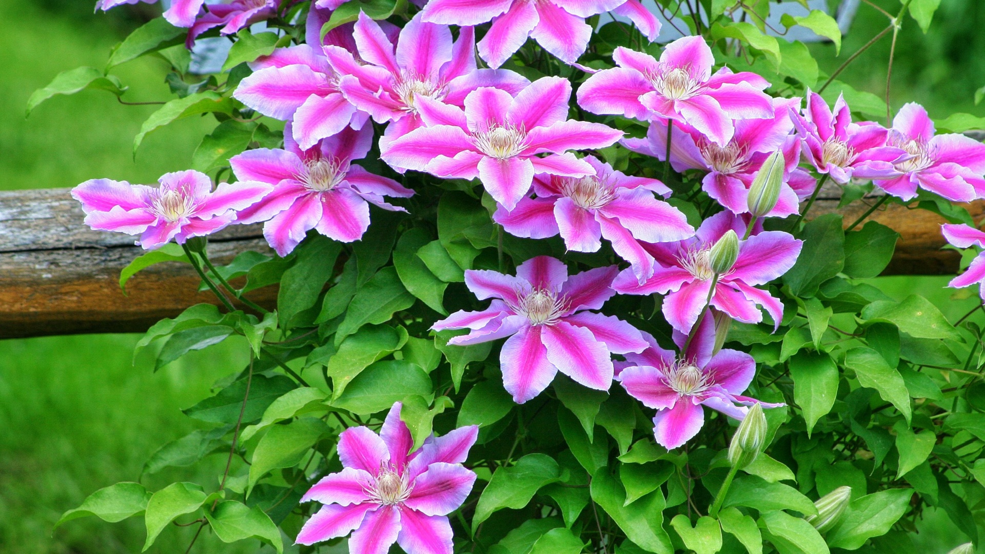 The Truth About Deadheading Clematis – 15 Things Every Gardener Should Know
