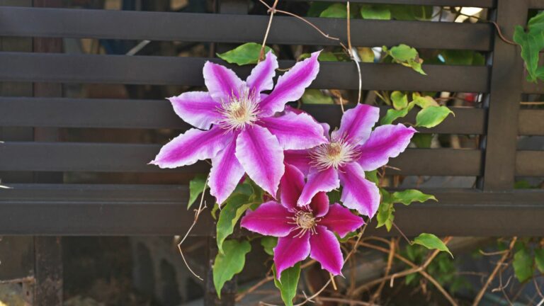 clematis