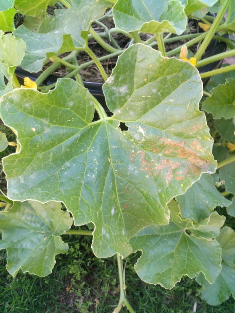 Milk Spray For Powdery Mildew Prevention
