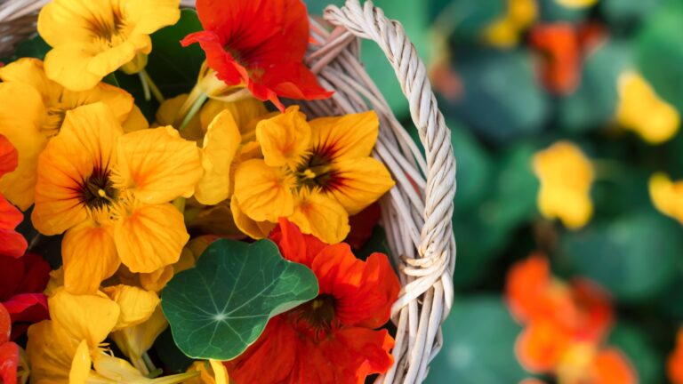 nasturtium flowers in a basket