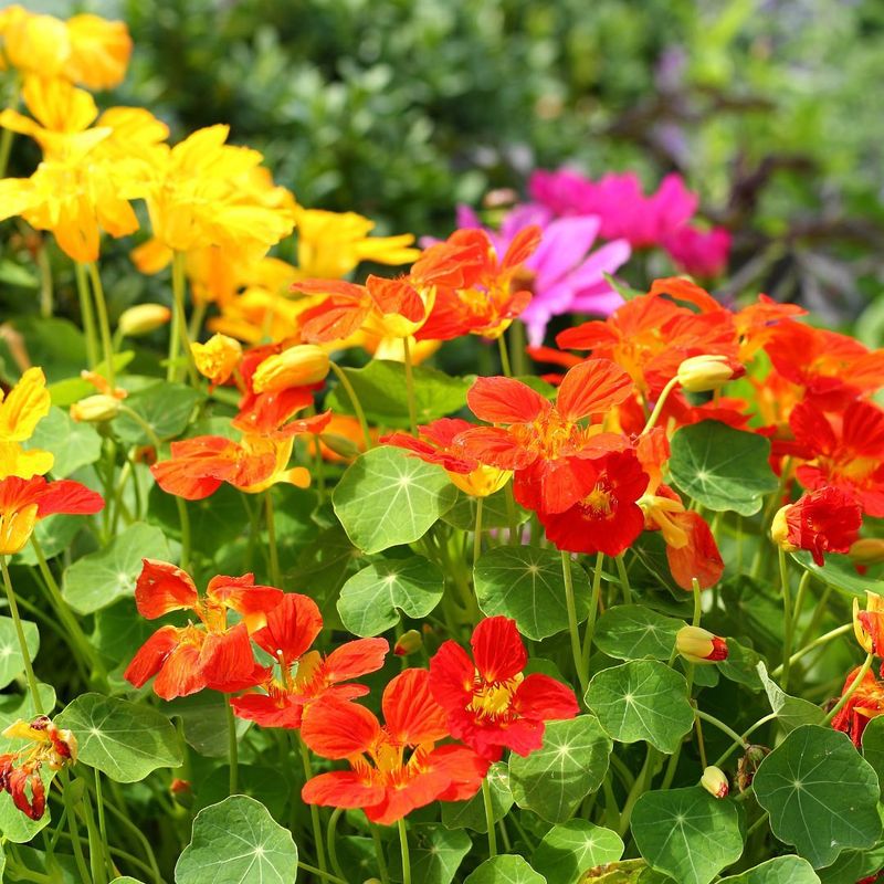 Nasturtiums: The Peppery Showstoppers