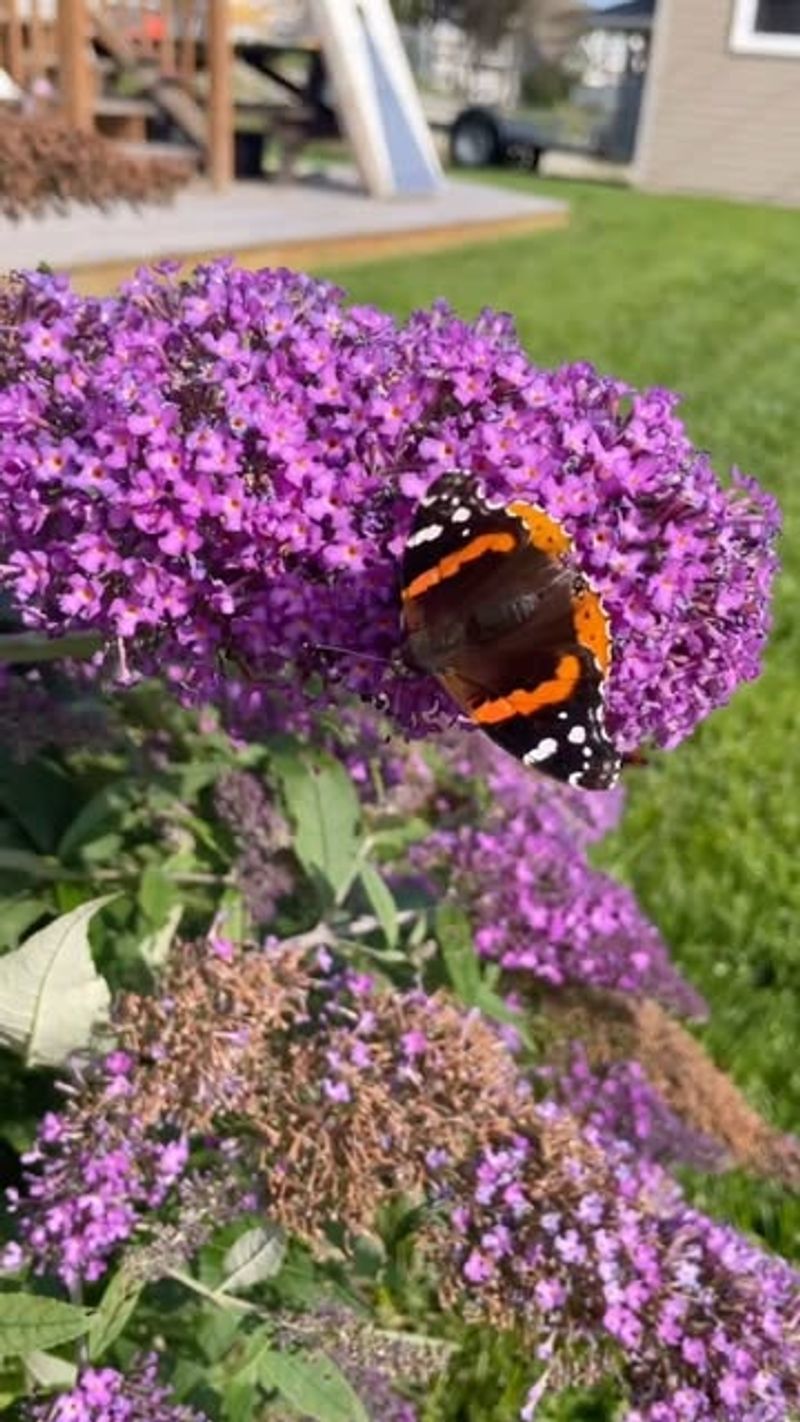 Butterfly Bush
