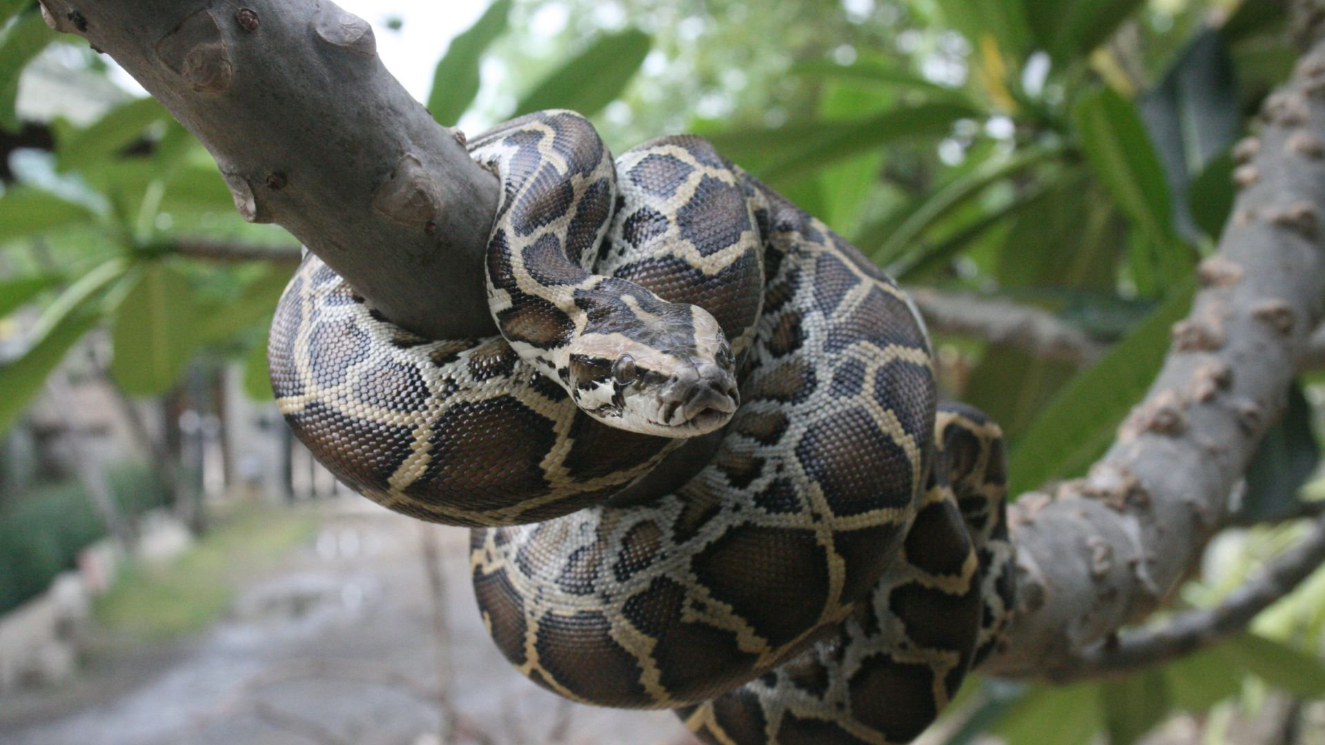 These Are The 16 Biggest Snakes Ever Spotted In Each State (And How To Keep Your Garden Safe From Them)