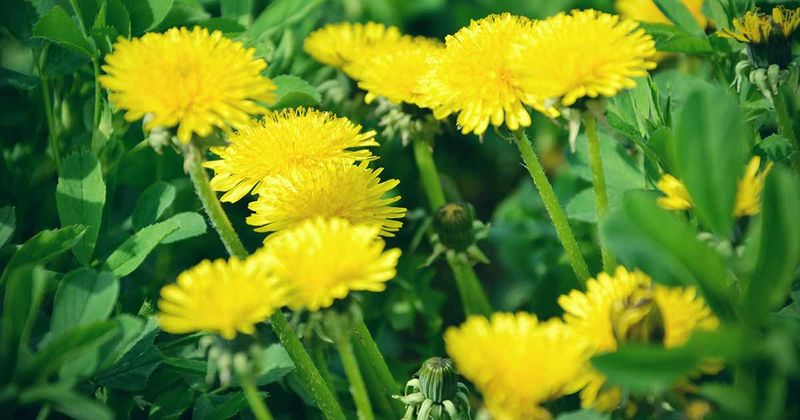 Dandelion: The Multitasking Marvel
