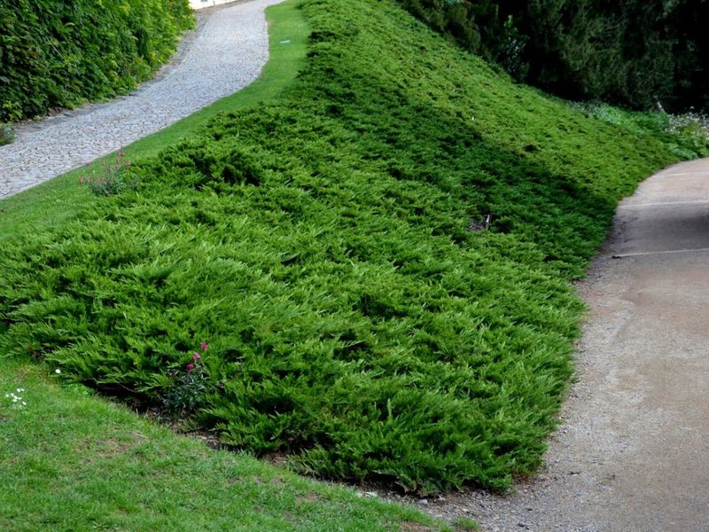 They Prevent Erosion On Slopes
