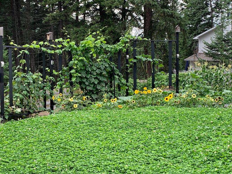 They Prevent Problem Weeds Through Competition
