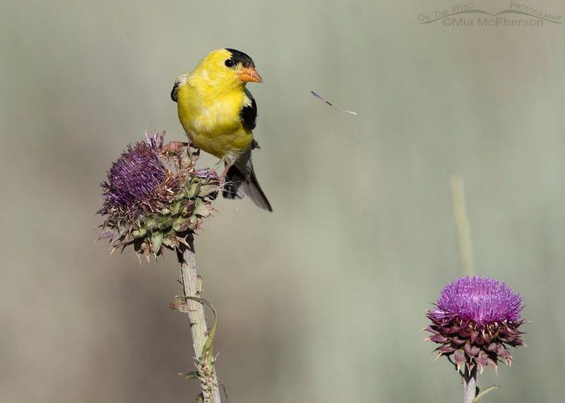They Support Native Wildlife