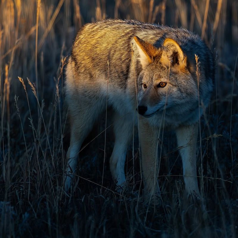 Dawn and Dusk Are Prime Activity Hours
