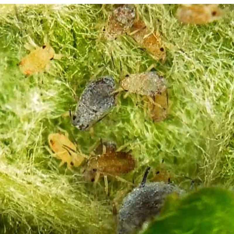 Monitor For Pests